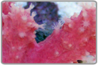 Chili Coral